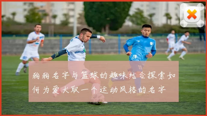 狗狗名字与篮球的趣味结合探索如何为爱犬取一个运动风格的名字